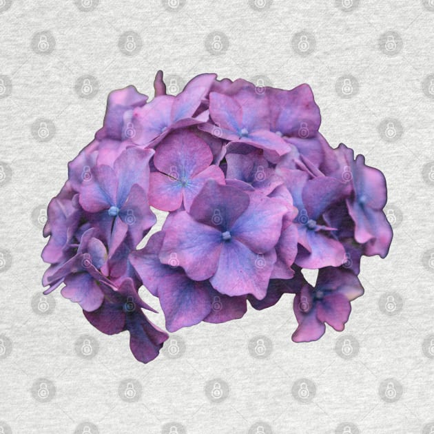 Purple Hydrangea by dalyndigaital2@gmail.com